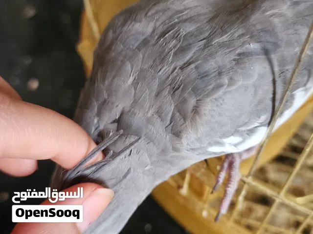 للبيع كوكتيل وايت فيس أليف وايدد مع ااقفص و الاكل