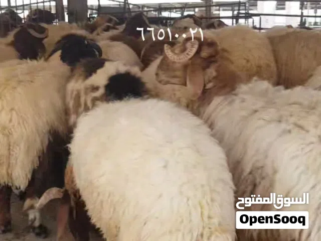 قصاب متنقل تحت الطلب لجميع مناطق الكويت