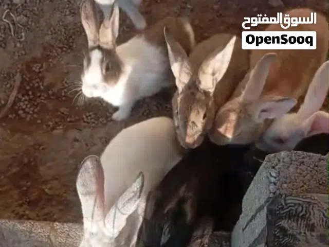 للبيع ارانب