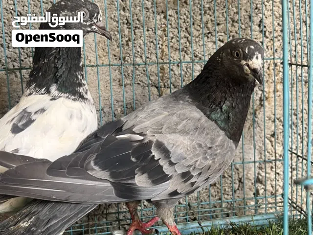حمام بكستاني للبيع