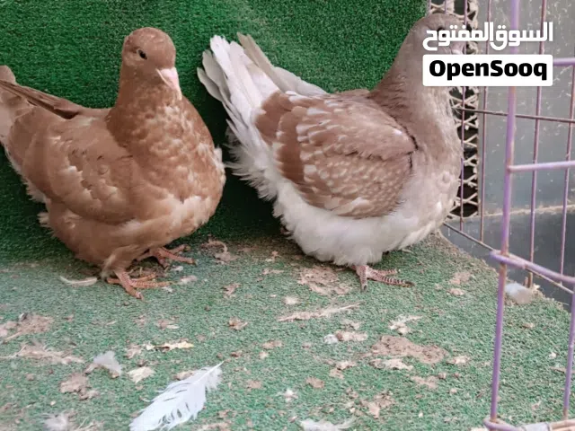 فرخين فرش ربي يبارك مواصفات وحجم