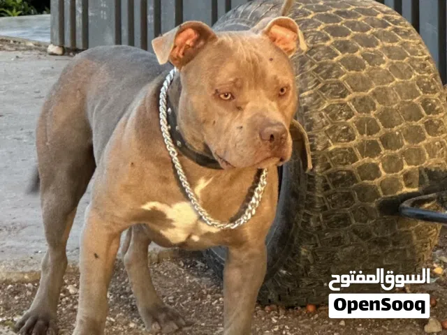 كلب بيتبول