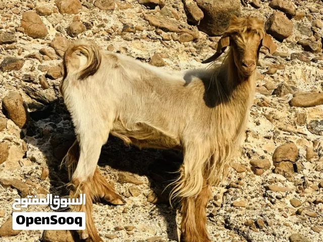 فحل من حلال الجواميد