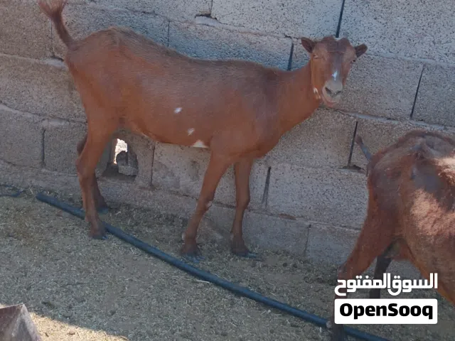 اعناق فرنساوي على الاسباني سنها ارباع امكسبه من فرنساوي