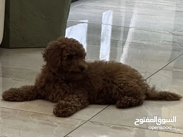 كلب بوديل للبيع
