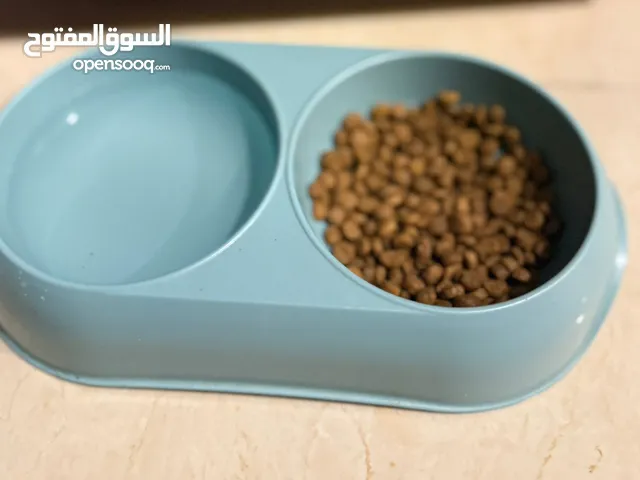 Himalayan Persian
