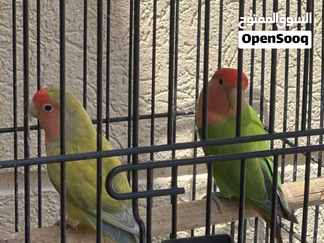 طيور روز جوز الانثه أليفه  قبل تفوض