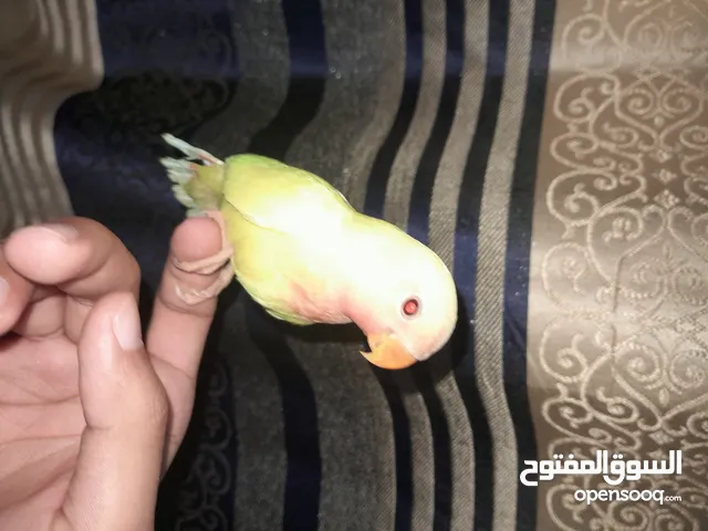 فرخ روز موالف لون اصفر وبرتقالي عيون حمرا