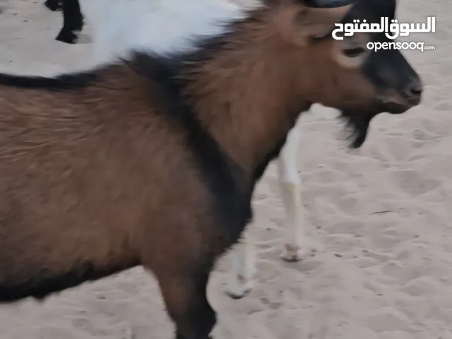 للبيع تيس جيكي