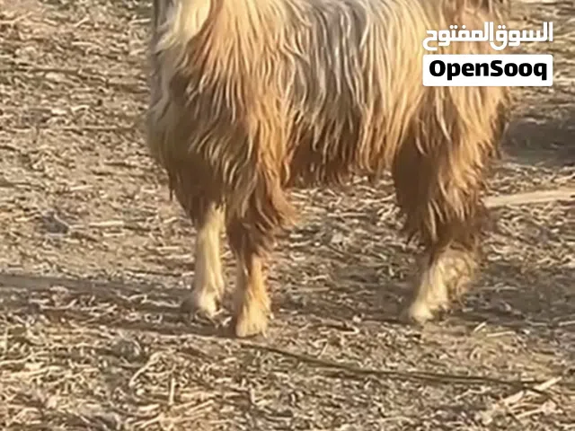 تيس العمر سنتين فل سمنه