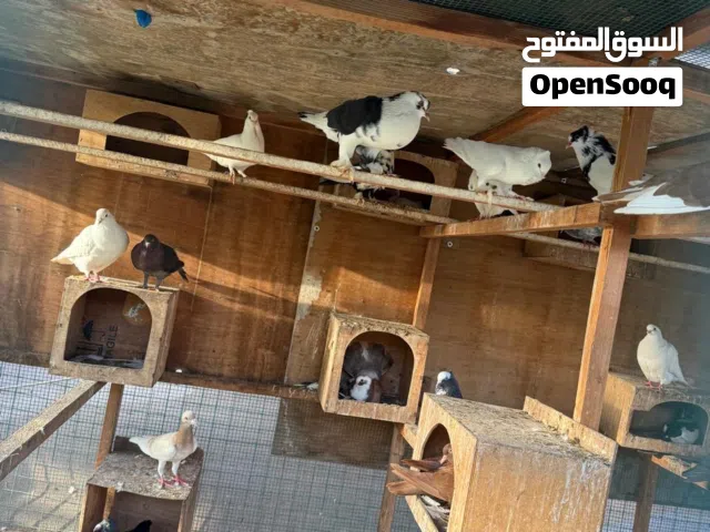 Pigeon sale Sharjah Al Zubair