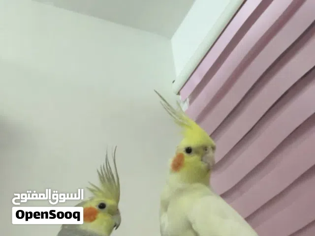 زوج كوكتيل للبيع