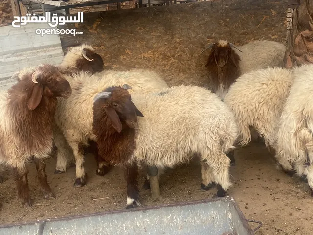 تمايم طيبه