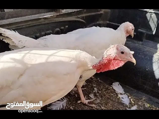 حبشتين وديك للبيع