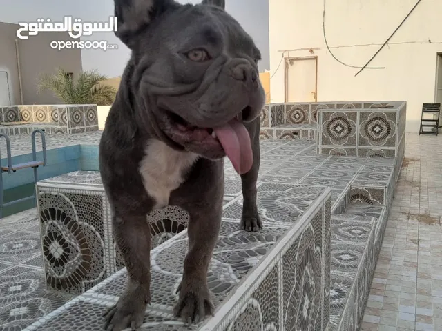 french bulldog gray color friendly with babyفرنش بولدوج رصاصي لعوب جدا واليف