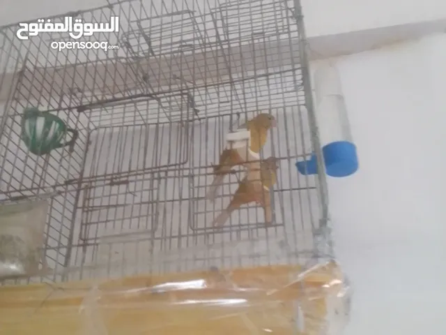 عصافير كنار لبيع