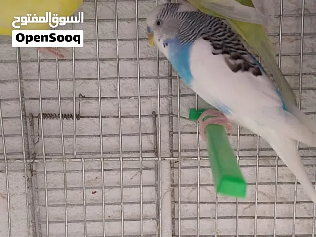 جوز حب وحبة مع قفص 8معالف وثلاث كواخ  السعر 20 من الاخر  عمان شارع مكه