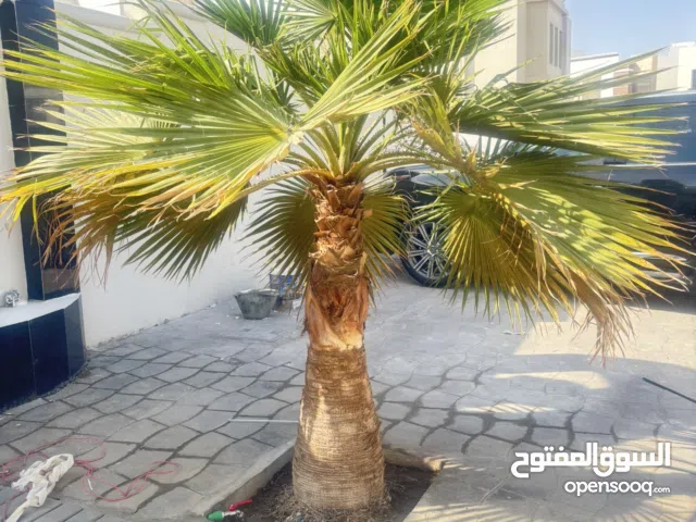 للبيع – نخيل واشنطونيا جاهزة للزراعة �