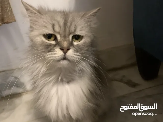 2-Year-Old Persian Cat Available for Adoption