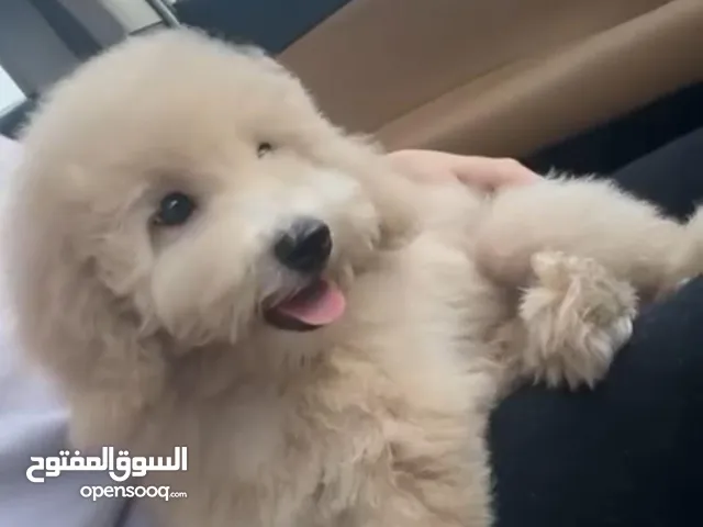 بودل 4 اشهر انثى ماخذه كل تطعيماتها لعوبه نشيطه .. سبب البيع : هذي من انتاج كلبتي مو شاريها وبييعها