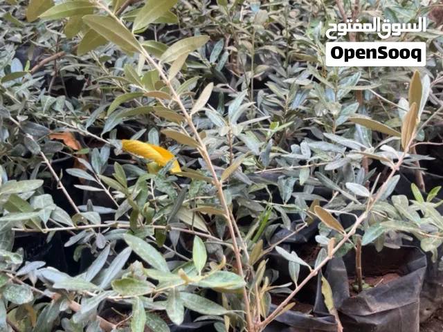 شتل زيتون بلدي + نبالي محسن