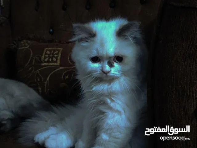 قطه هملايا مكس سكوتش انثى