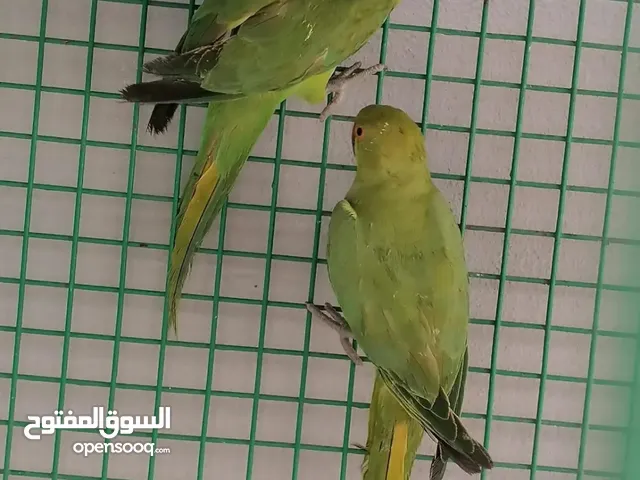 ميمتو دره اخضر فقط الجاد يتواصل مع الرقم الموجود في الوصف