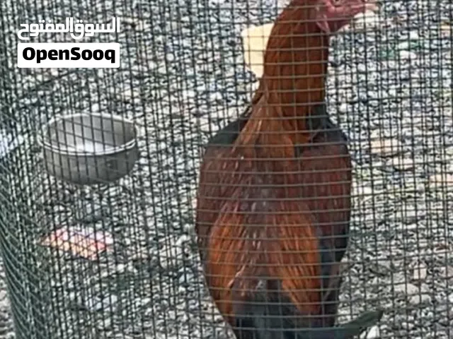 للبيع ديك باكستاني سندي وديايه سنديه