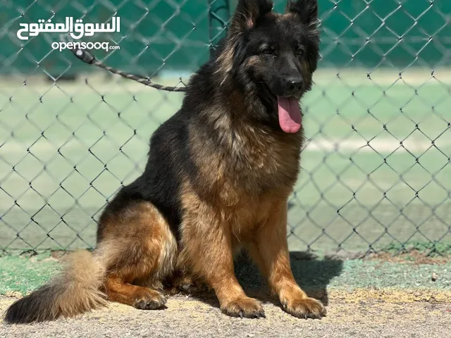 German shepherd dog...