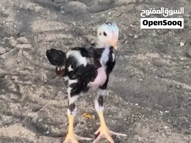 للبيع فروخ دجاج تركي