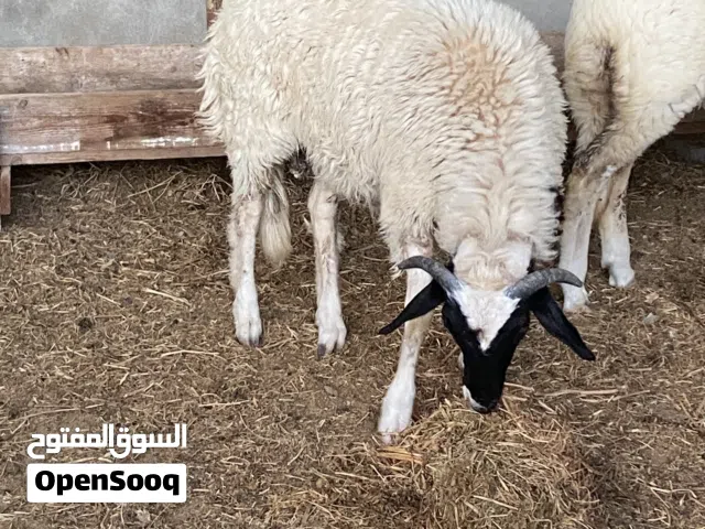 جولي هجين مكانه مصراته