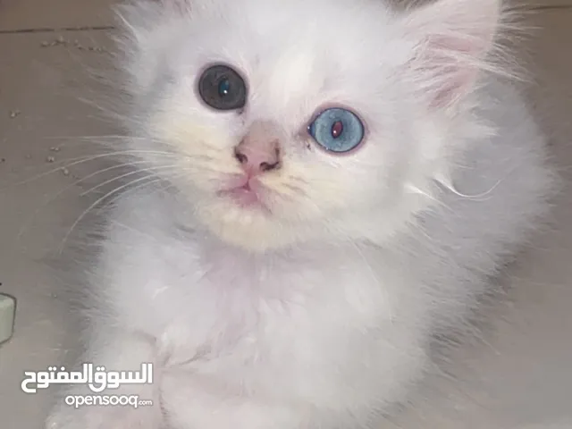 قط صغير ونادر