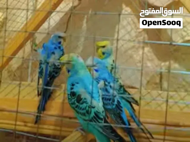 جوز هوقو رومو مع فراخهم للبيع