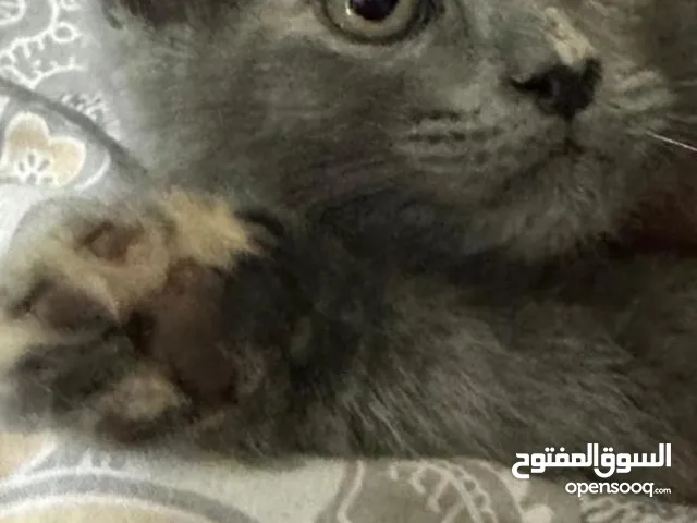 للبيع انثى سكوتش مكس انثى بريتش مكس