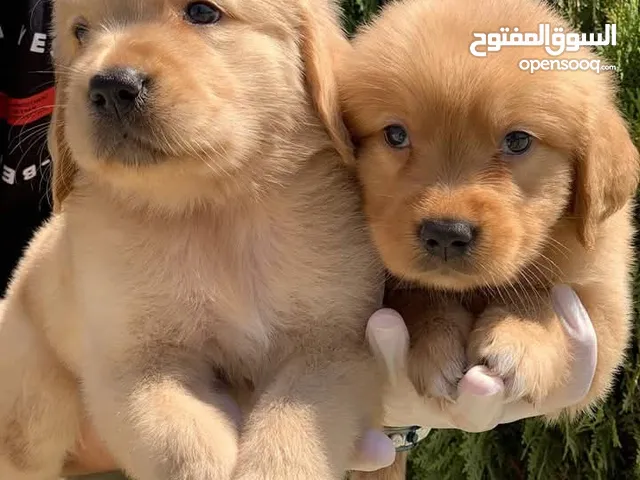 المـــــــــاسترد الذهبي ..جولدن ريتريفر