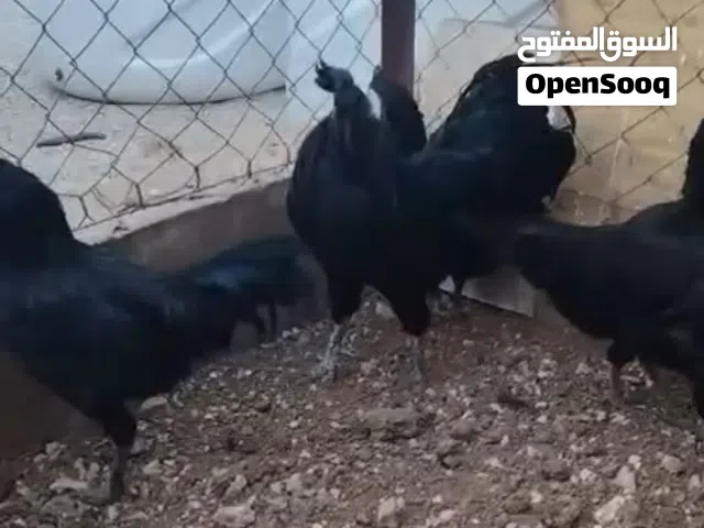 ويوجد صيصان لمبرجيني وسايكس الصيصان باكستاني