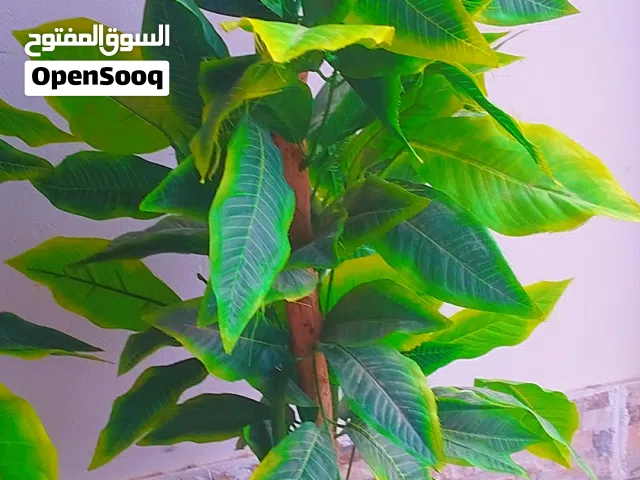 اشجار زينه لليبع