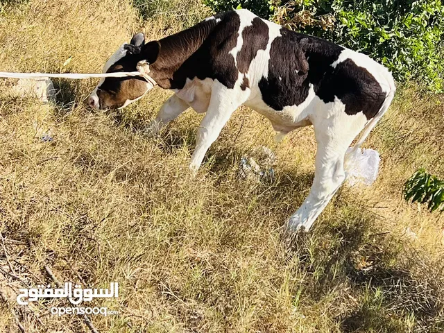 2عجلات وعجل للبيع في طرابلس جنزور