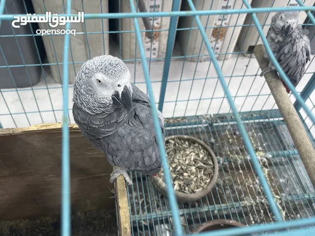 زوج كاسكو للبيع