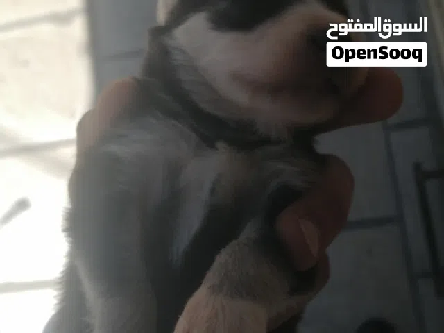 هاسكي عيون زرق وكشرة وتاج وعظم عريض