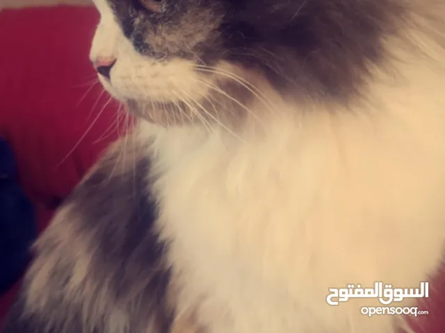 شيرازي مون فيس عمر 8شهور تقريبآ اقراء الوصف