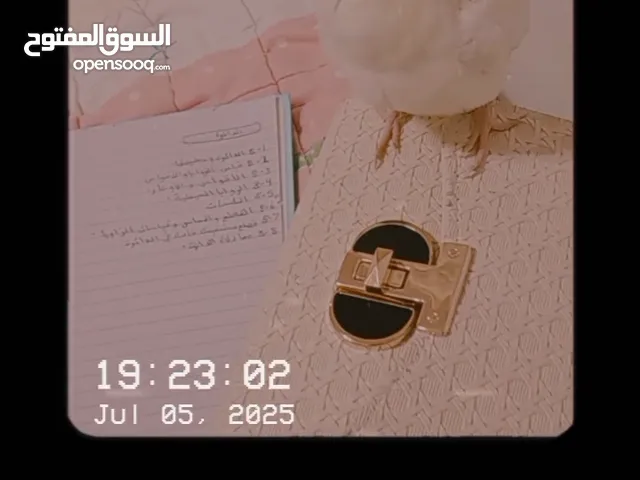 كروان ذكر اليف عمر 3 شهور،الصحة ممتازة ماشاءالله للبيع في جده