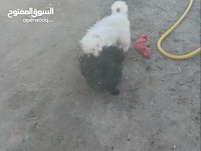 كلب تيرير فحل للبيع للبيع او مراوس بنثيه او غير شي