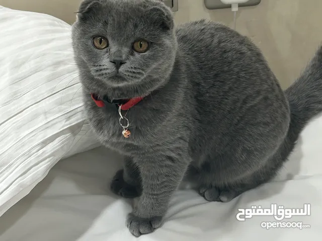 Scottish Fold Beautiful Green Eyes- 4 Months Old Female- Vaccinated with Medical Passport