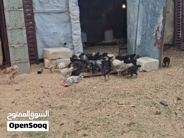 فلاليس ربي يبرك عمرهم شهرين ونص وخدين تحصينه ونضفه ربي يبرك مشالله خر كميه هي 53  فلوس