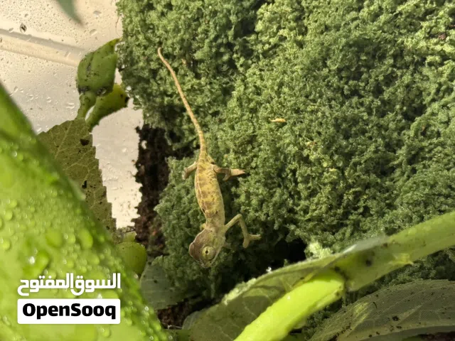 حرباء صغار عمرهن من يومين لين خمس ايام أمورهن طيبه