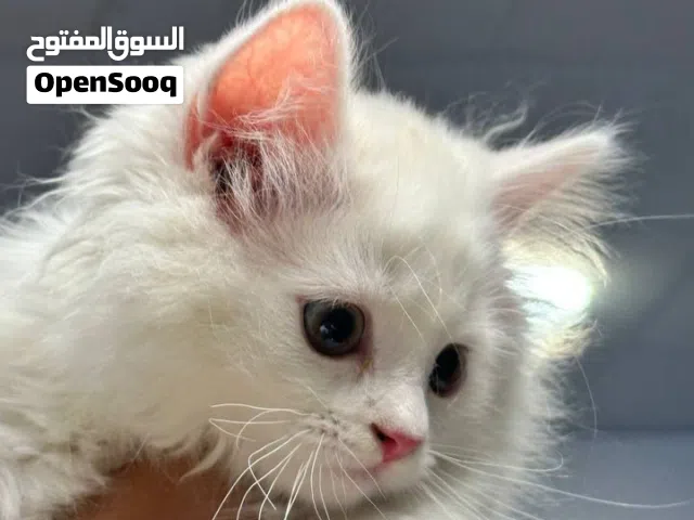 قط شرازي للبيع