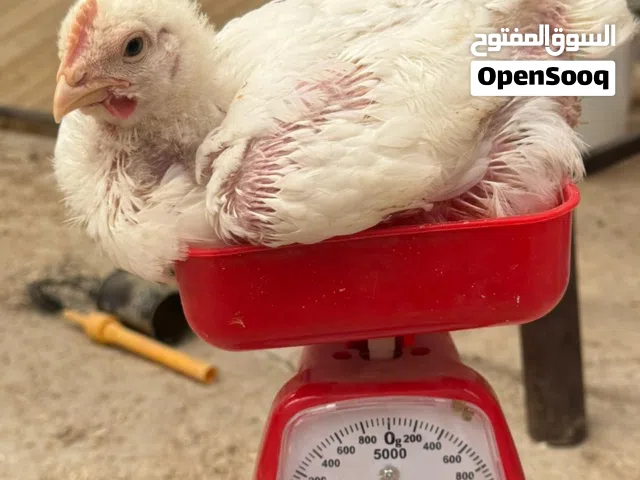 دجاج لاحم نظيف للبيع