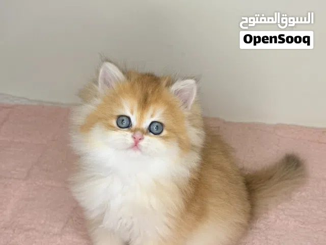 British Longhair ny12 Male and Female Available