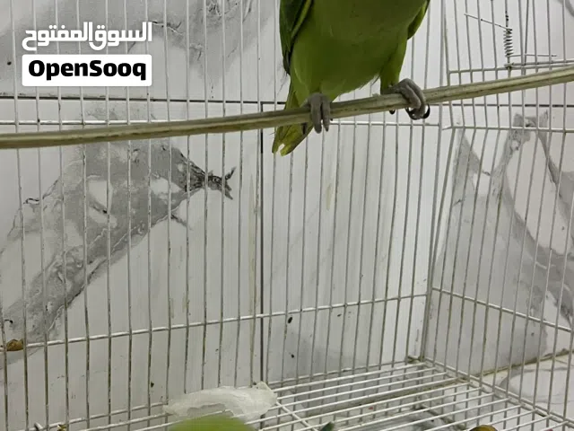 بغبغاء لبيع